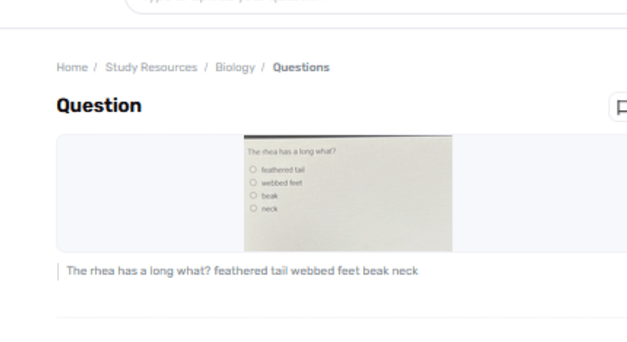 What Does The Rhea Have A Long: Feathered Tail, Webbed Feet, Bill, Or Neck?