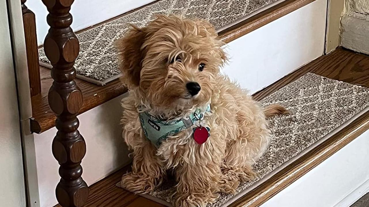 Customer Favorites: What Makes COSY HOMEER Stair Rugs a 5-Star Choice