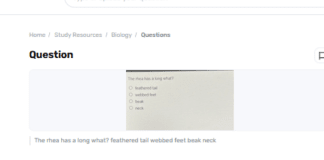 What Does The Rhea Have A Long: Feathered Tail, Webbed Feet, Bill, Or Neck?