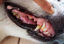 Passengers couldn’t fly after NHS vaccine passport went offline