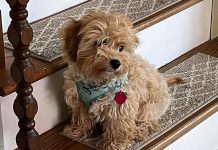 Customer Favorites: What Makes COSY HOMEER Stair Rugs a 5-Star Choice