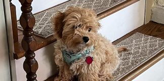 Customer Favorites: What Makes COSY HOMEER Stair Rugs a 5-Star Choice