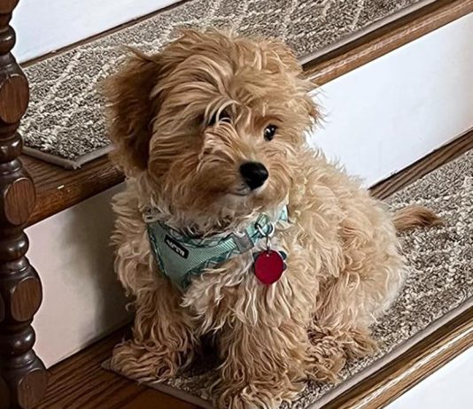 Customer Favorites: What Makes COSY HOMEER Stair Rugs a 5-Star Choice